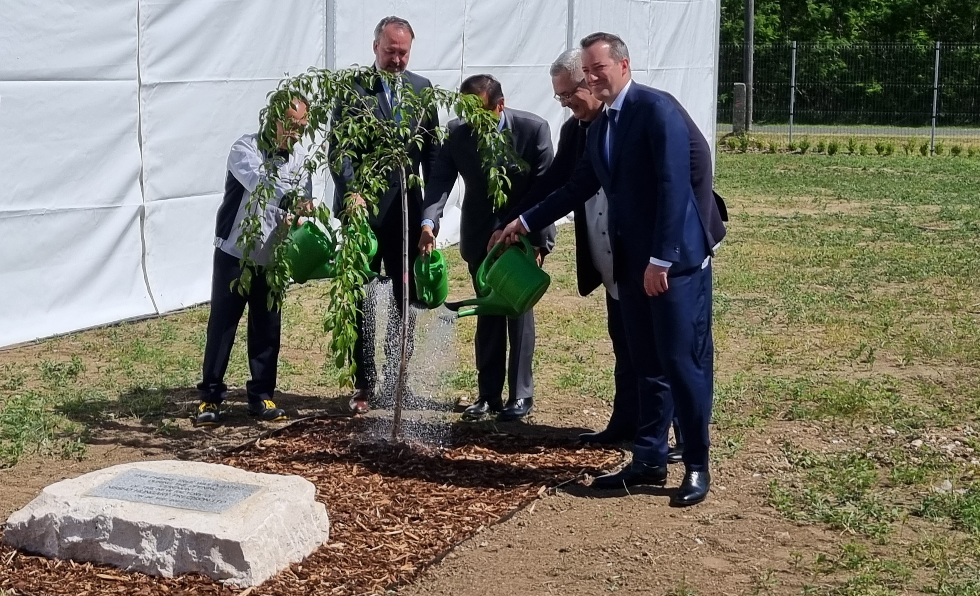 tree planting